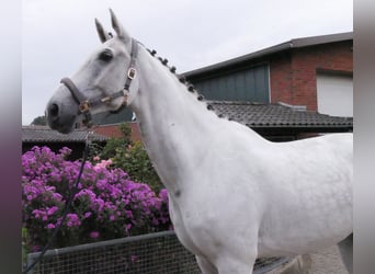 Westfaliano, Castrone, 9 Anni, 188 cm