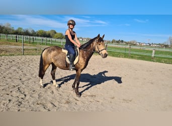 Westfaliano, Giumenta, 10 Anni, 145 cm, Falbo