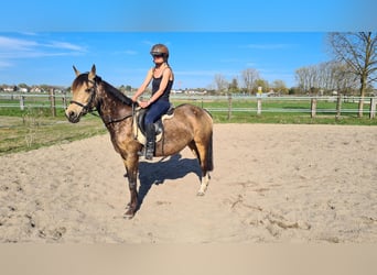 Westfaliano, Giumenta, 10 Anni, 145 cm, Falbo