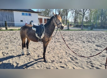 Westfaliano, Giumenta, 10 Anni, 145 cm, Falbo