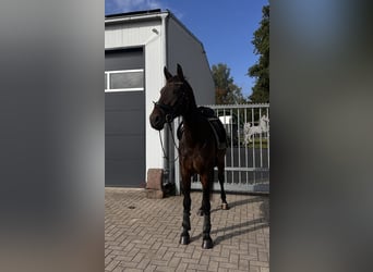 Westfaliano, Giumenta, 10 Anni, 167 cm, Baio