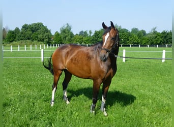Westfaliano, Giumenta, 10 Anni, 167 cm, Baio