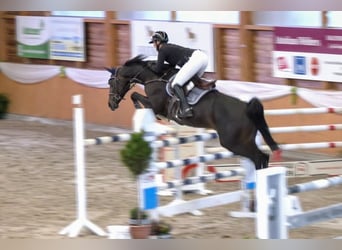 Westfaliano, Giumenta, 10 Anni, 167 cm, Baio scuro