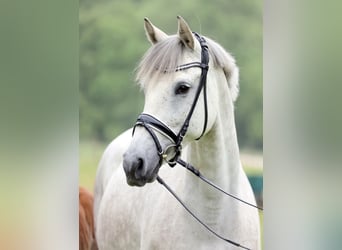 Westfaliano, Giumenta, 10 Anni, 167 cm, Grigio pezzato
