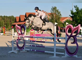 Westfaliano, Giumenta, 10 Anni, 167 cm, Grigio pezzato