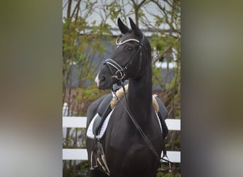 Westfaliano, Giumenta, 10 Anni, 168 cm, Morello