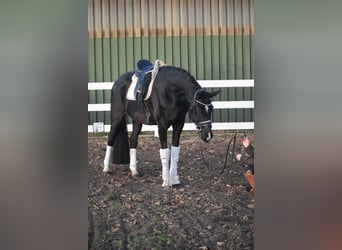 Westfaliano, Giumenta, 10 Anni, 168 cm, Morello