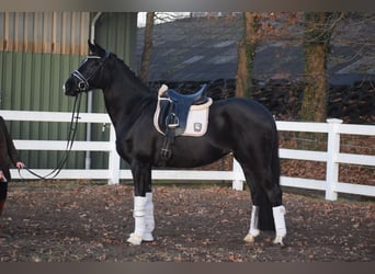 Westfaliano, Giumenta, 10 Anni, 168 cm, Morello