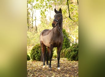 Westfaliano, Giumenta, 10 Anni, 169 cm, Baio scuro