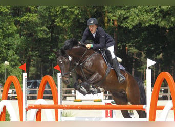 Westfaliano, Giumenta, 10 Anni, 170 cm, Baio