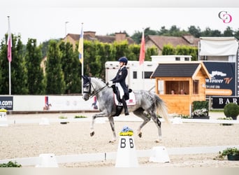 Westfaliano, Giumenta, 10 Anni, 170 cm, Grigio
