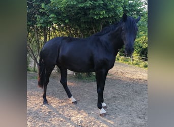 Westfaliano, Giumenta, 10 Anni, 170 cm, Morello