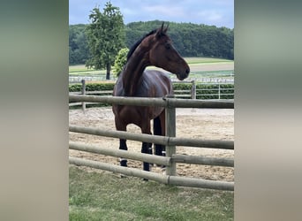 Westfaliano, Giumenta, 10 Anni, 182 cm, Baio