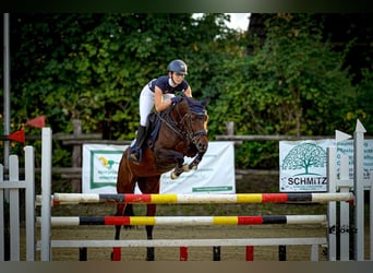 Westfaliano, Giumenta, 11 Anni, 155 cm, Baio