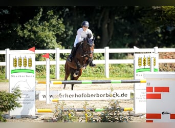 Westfaliano, Giumenta, 11 Anni, 155 cm, Baio