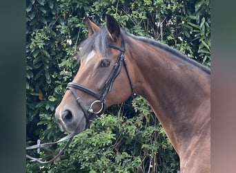 Westfaliano, Giumenta, 11 Anni, 167 cm, Baio
