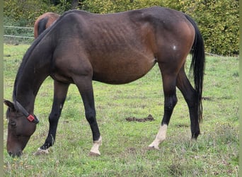 Westfaliano, Giumenta, 11 Anni, 167 cm, Baio scuro