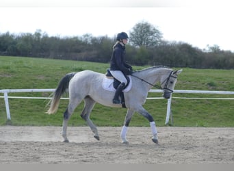 Westfaliano, Giumenta, 11 Anni, 169 cm, Grigio