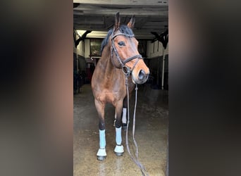 Westfaliano, Giumenta, 12 Anni, 164 cm, Baio
