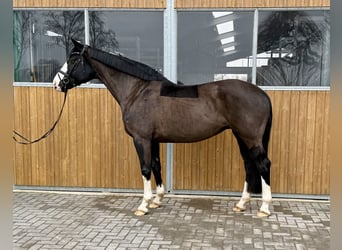 Westfaliano, Giumenta, 12 Anni, 164 cm, Morello