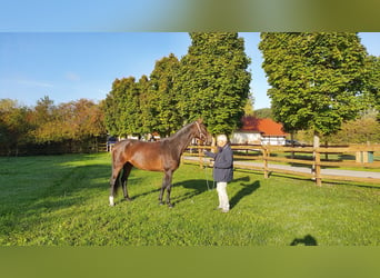 Westfaliano, Giumenta, 12 Anni, 165 cm, Baio