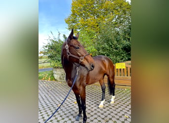 Westfaliano, Giumenta, 12 Anni, 165 cm, Baio