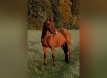 Westfaliano, Giumenta, 12 Anni, 165 cm, Baio