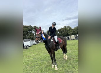 Westfaliano, Giumenta, 12 Anni, 167 cm, Baio