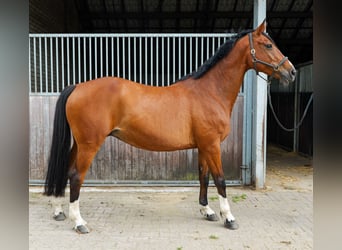Westfaliano, Giumenta, 12 Anni, 168 cm, Baio