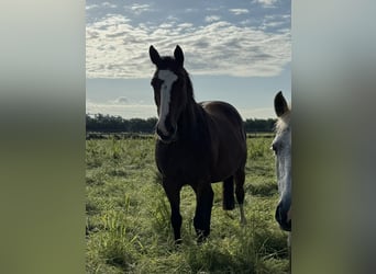 Westfaliano, Giumenta, 12 Anni, 168 cm, Baio