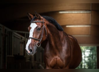 Westfaliano, Giumenta, 12 Anni, 168 cm, Baio
