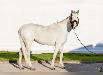 Westfaliano, Giumenta, 12 Anni, 168 cm, Grigio