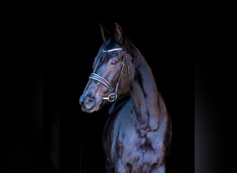 Westfaliano, Giumenta, 12 Anni, 168 cm, Morello