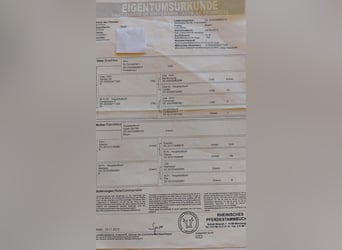 Westfaliano, Giumenta, 12 Anni, 171 cm, Baio