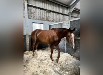 Westfaliano Mix, Giumenta, 12 Anni, 174 cm, Sauro scuro