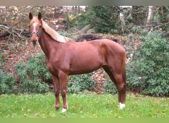 Westfaliano, Giumenta, 13 Anni, 163 cm, Sauro