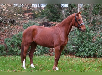 Westfaliano, Giumenta, 13 Anni, 163 cm, Sauro