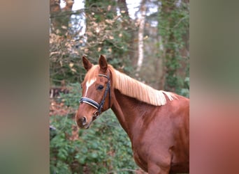 Westfaliano, Giumenta, 13 Anni, 163 cm, Sauro
