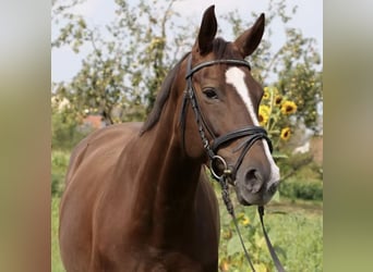 Westfaliano, Giumenta, 13 Anni, 165 cm, Sauro scuro