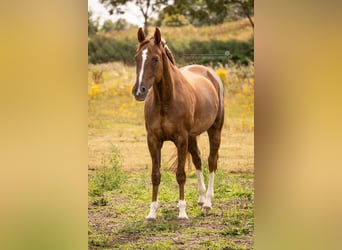 Westfaliano, Giumenta, 13 Anni, 165 cm, Sauro scuro
