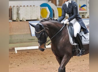 Westfaliano, Giumenta, 13 Anni, 170 cm, Baio nero
