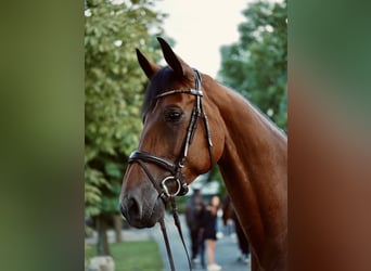 Westfaliano, Giumenta, 13 Anni, 171 cm, Baio