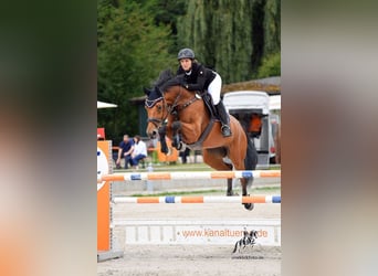 Westfaliano, Giumenta, 13 Anni, 172 cm, Baio