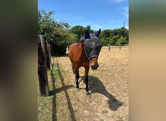 Westfaliano, Giumenta, 13 Anni, 172 cm, Baio