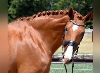 Westfaliano, Giumenta, 13 Anni, 172 cm, Sauro