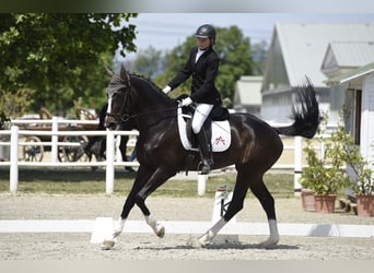 Westfaliano, Giumenta, 13 Anni, 173 cm, Baio scuro