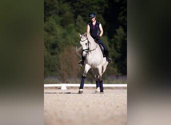 Westfaliano, Giumenta, 13 Anni, 174 cm, Grigio