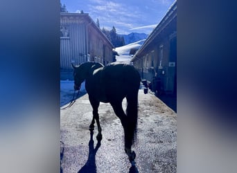 Westfaliano, Giumenta, 14 Anni, 165 cm, Baio