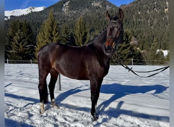 Westfaliano, Giumenta, 14 Anni, 165 cm, Baio