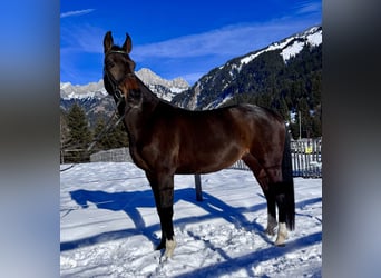 Westfaliano, Giumenta, 14 Anni, 165 cm, Baio